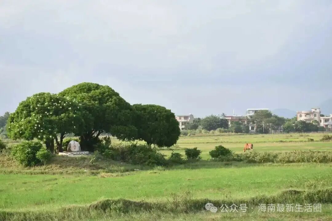 海南省气候治疗和康养协会 图片